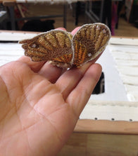 將圖片載入圖庫檢視器 高訂服刺繡課程 (法式刺繡課程 Haute Couture Embroidery Course)